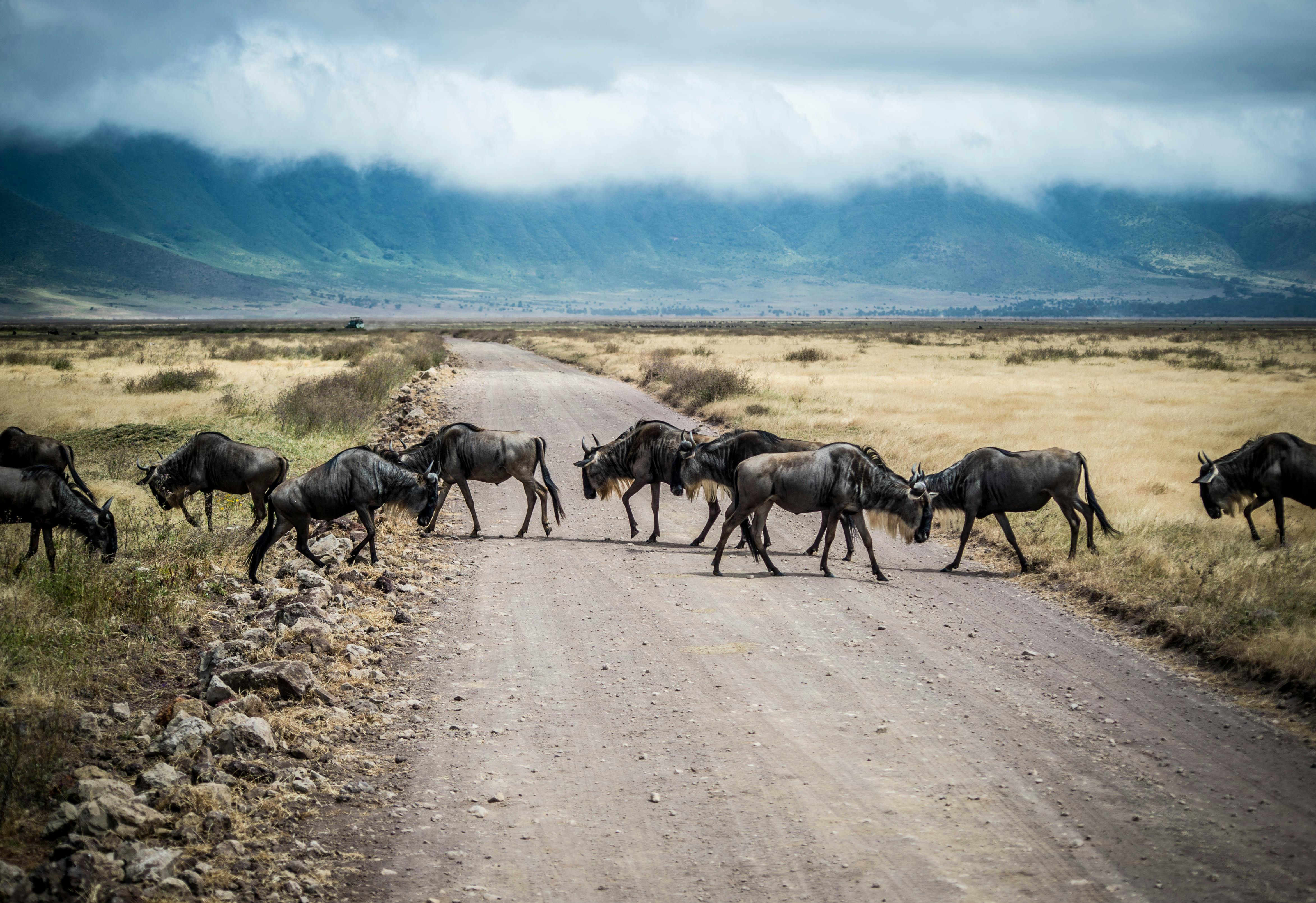 Serengeti, Tanzania